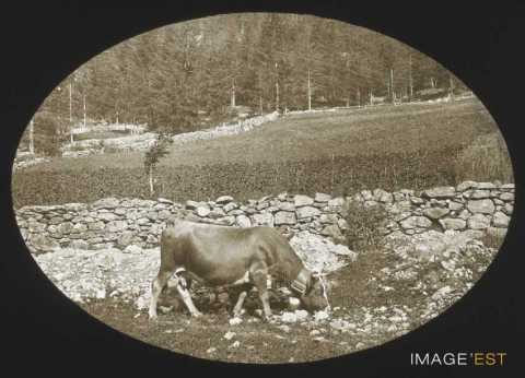 Vache (Chamonix)